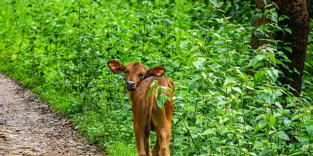 Calf strength in Running and Walking